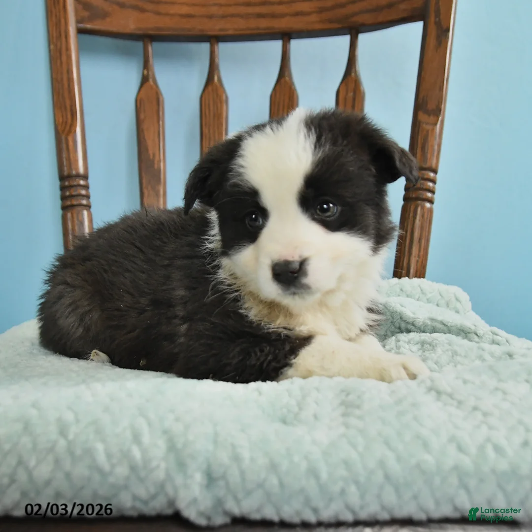 Miniature Australian Shepherd dogs for sale: Ceaser - Ad 1