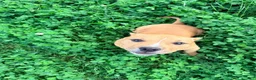 American Bully dogs for sale: Polo - Ad 3