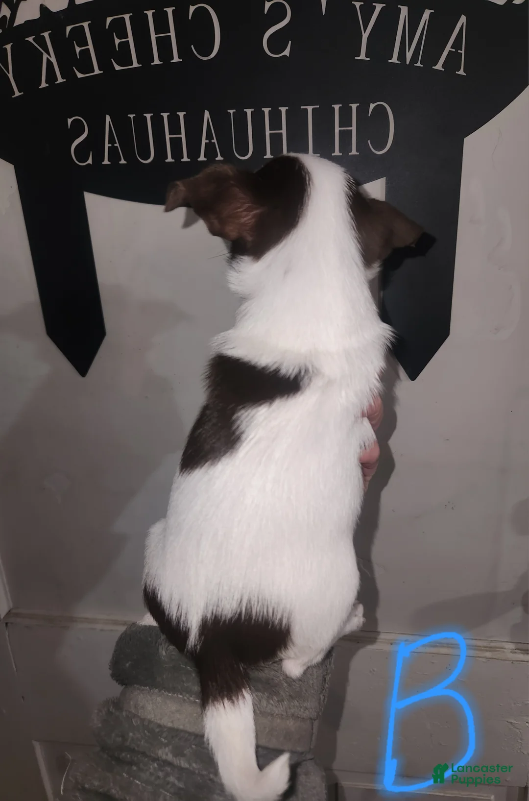 Chihuahua dogs for sale: Annies Boy 2 - Ad 2
