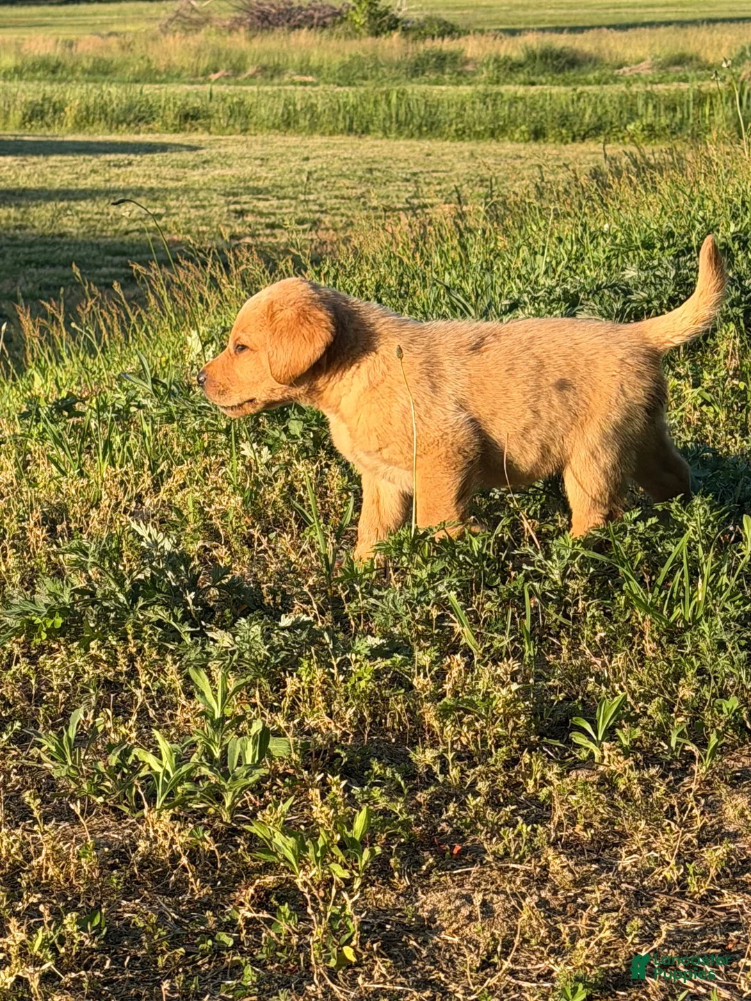 Labrador Retriever dogs for sale: Labrador Retriever Puppy 4 - Ad 2