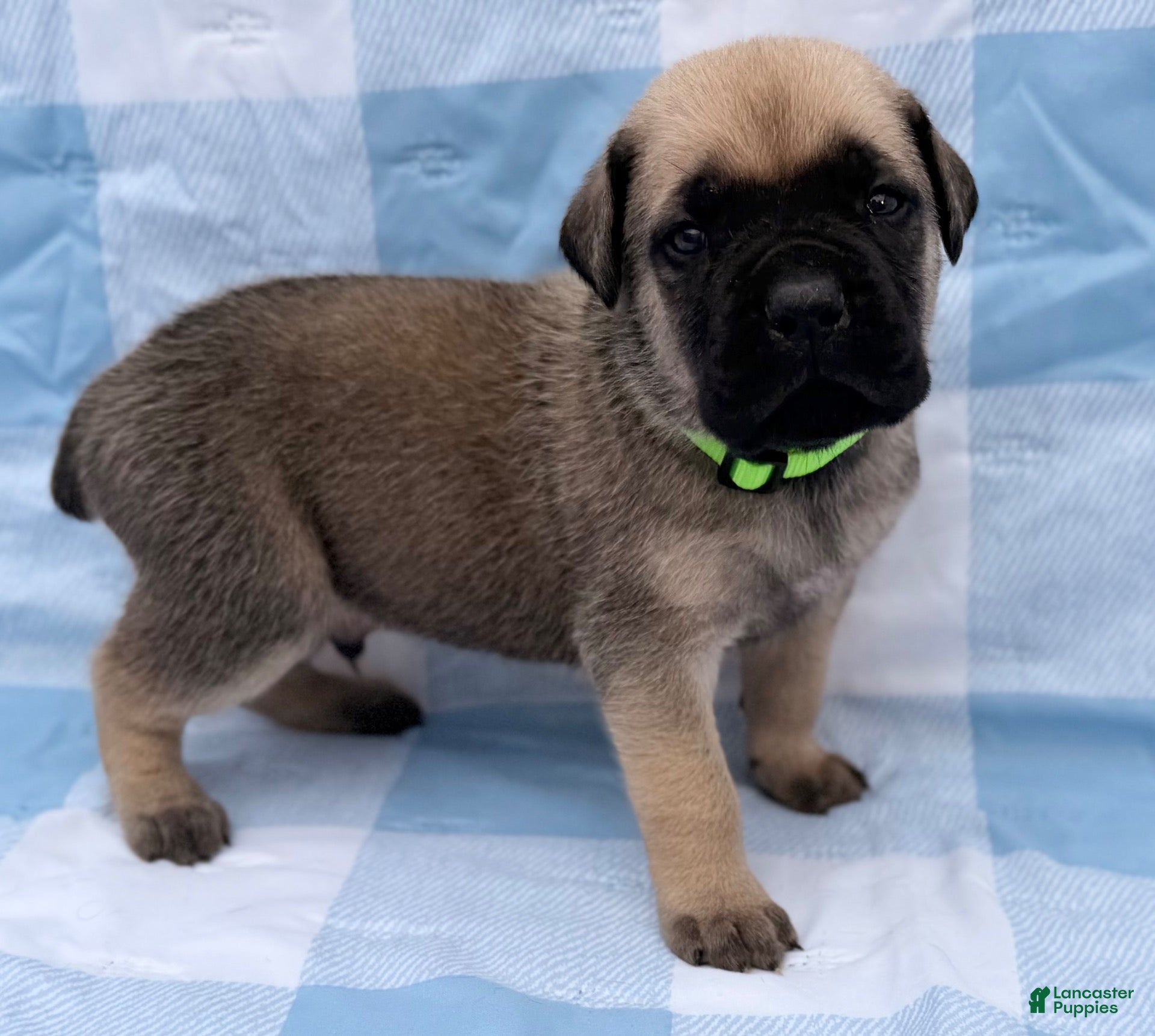 Cane Corso dogs Cane Corso 1 - Ad 1