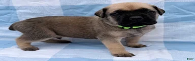 Cane Corso 1