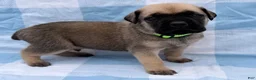 Cane Corso dogs for sale: Cane Corso 1 - Ad 1