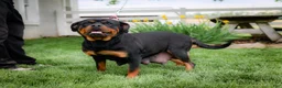 Rottweiler dogs for sale: Rottweiler 2 - Ad 5