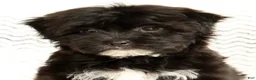 Yochon dogs for sale: Oreo - Ad 9
