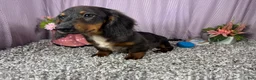 Miniature Dachshund dogs for sale: Miniature Dachshund 1 - Ad 3