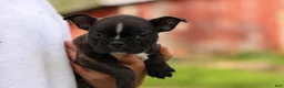 Frenchton dogs for sale: BUDDY - Ad 3