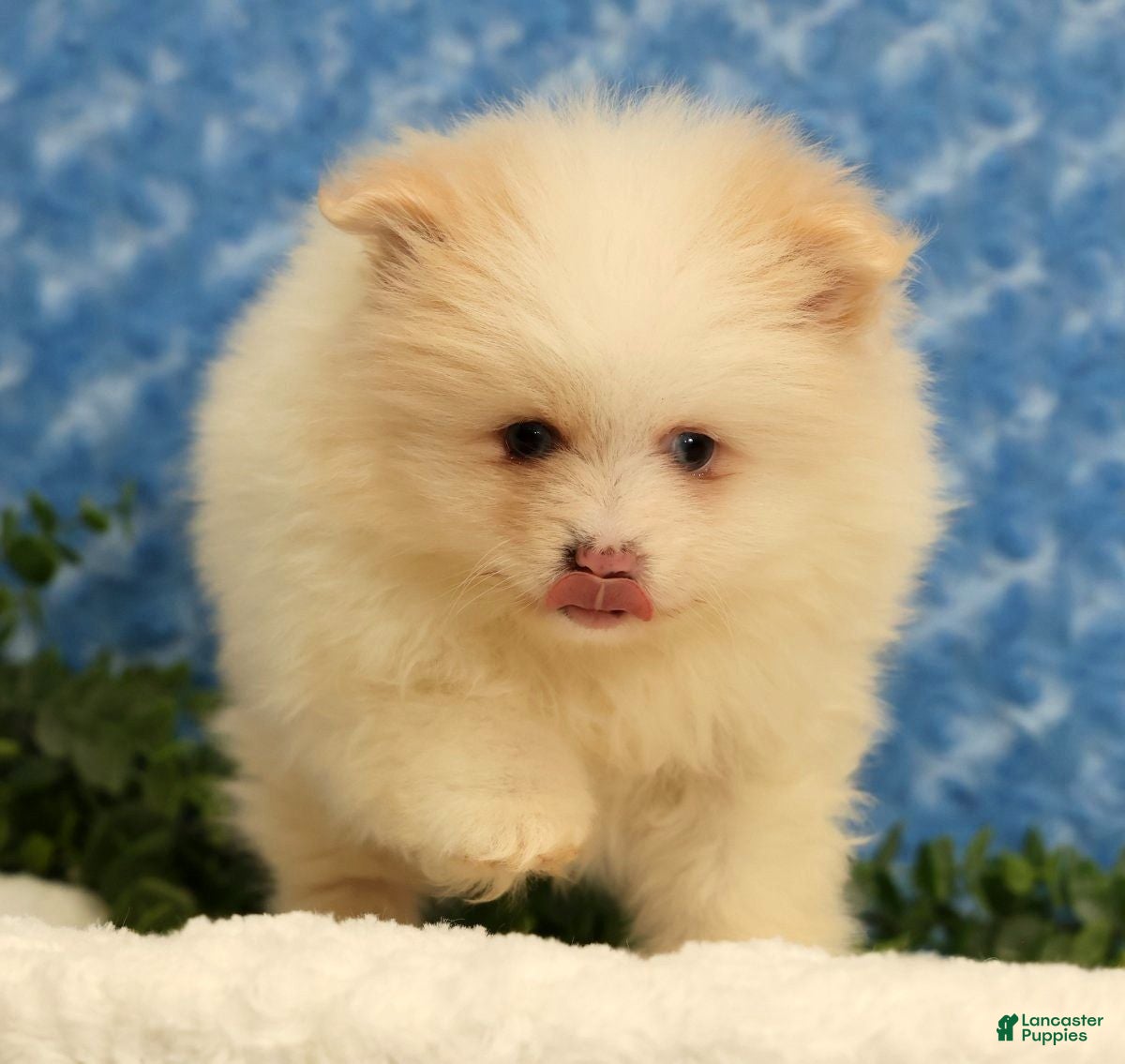 Pomeranian dogs for sale: Petunia - Ad 9