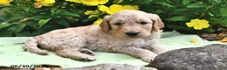 Goldendoodle dogs for sale: Licorice - Ad 4