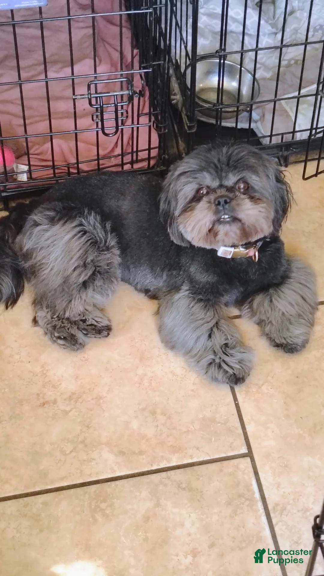 Shih Tzu dogs for sale: Shih Tzu Puppy 1 - Ad 6