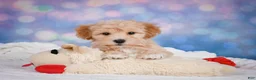 Maltipoo dogs for sale: Ginger - Ad 8