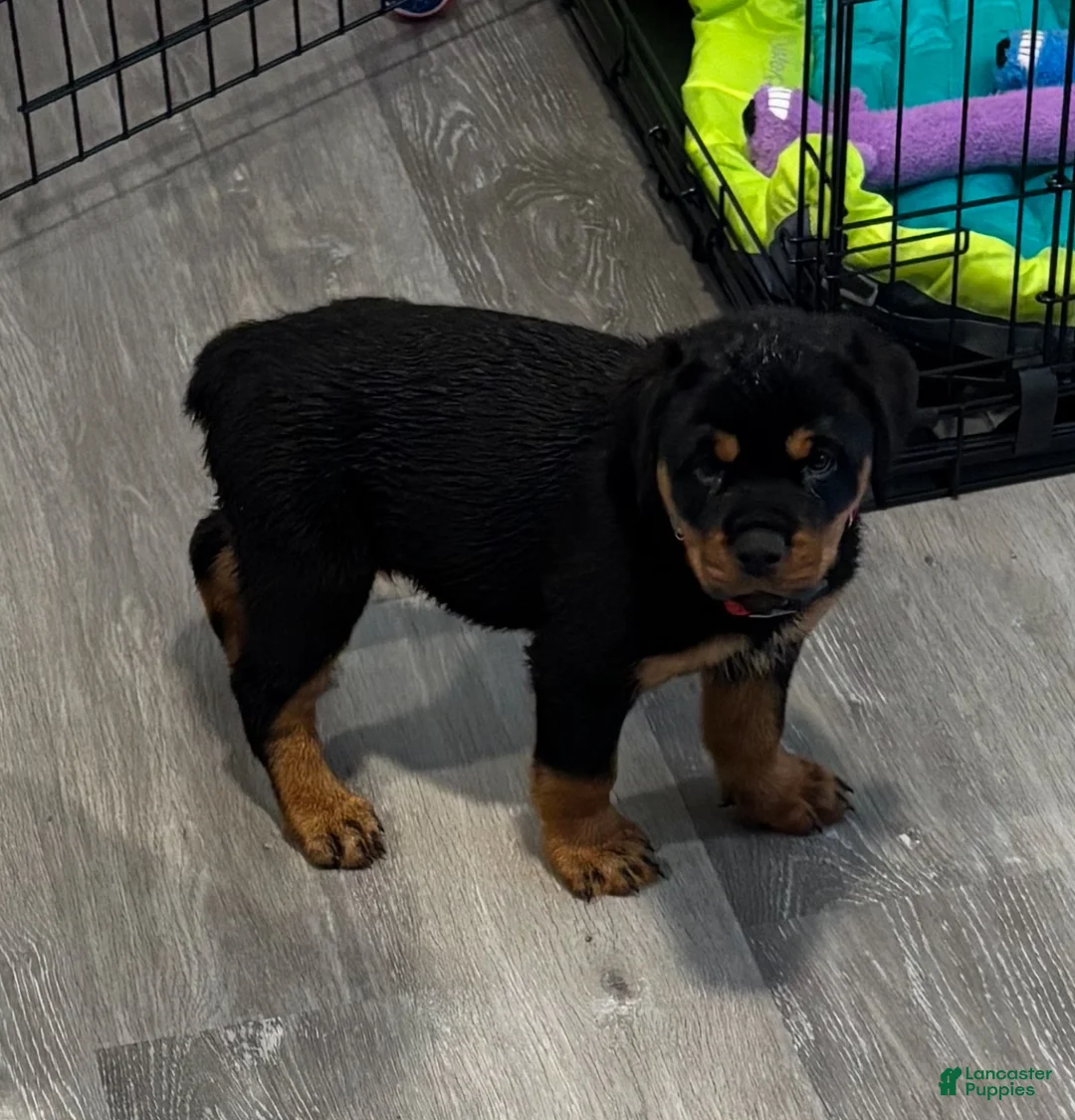 Rottweiler dogs for sale: Babs - Ad 1