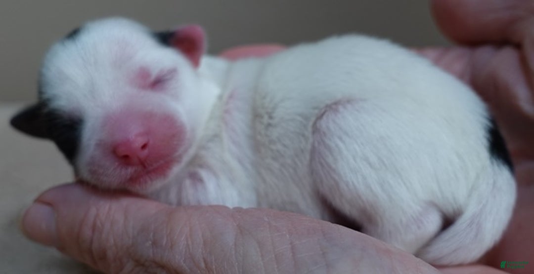 Yorkshire Terrier dogs for sale: Kiko girl - Ad 4