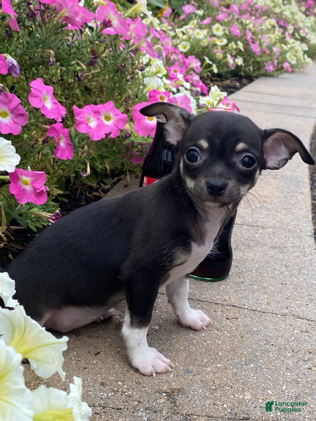 Chihuahua dogs for sale: Foxy  - Ad 2