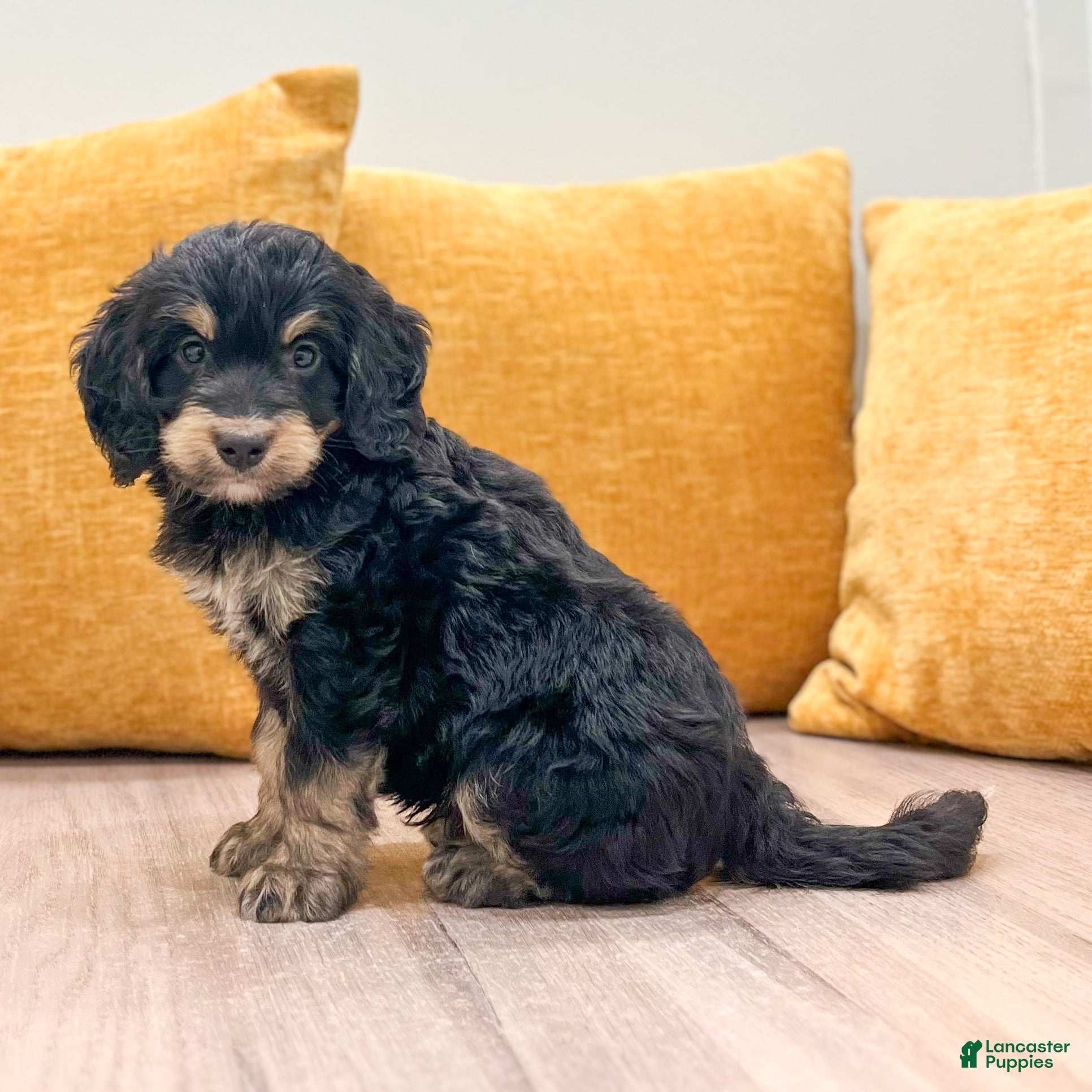 Mini Bernedoodle dogs Ranger - Ad 1