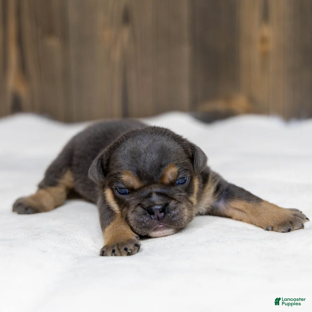 English Bulldog dogs for sale: Bently Blue English Bulldog Puppy  - Ad 2