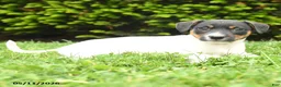 Jack Russell Terrier dogs for sale: Bertha - Ad 2