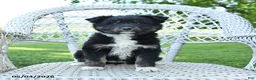 Mixed Breed dogs for sale: Muffin - Ad 2