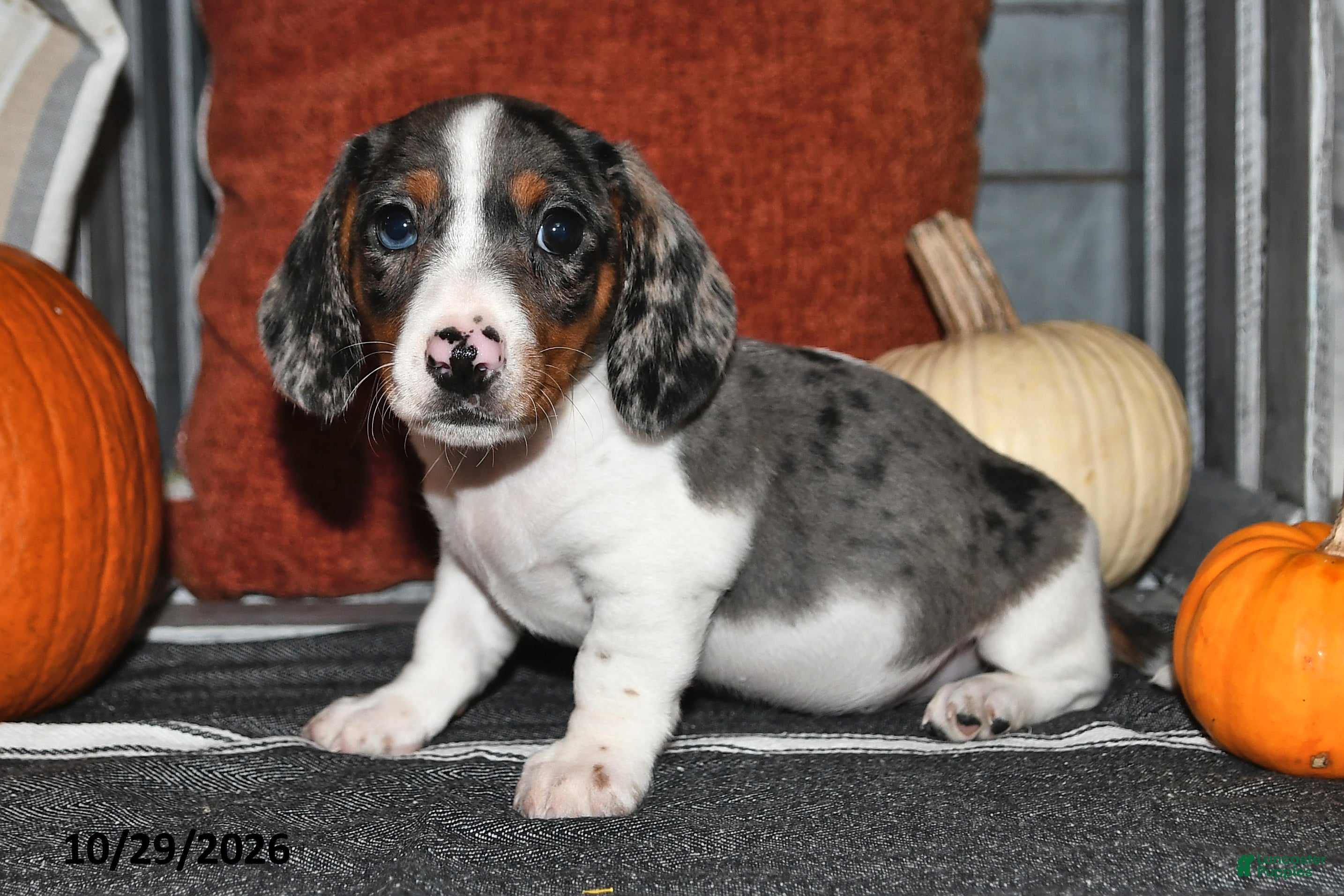 Miniature Dachshund dogs for sale: Winston - Ad 1