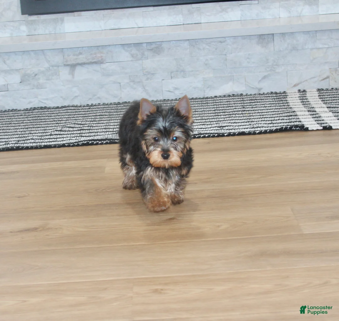 Yorkshire Terrier dogs for sale: Yorkshire Terrier Puppy 1 - Ad 3