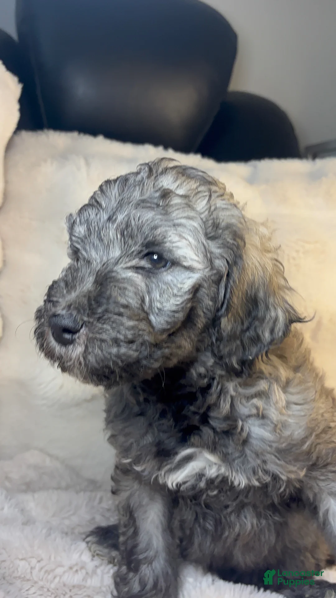 Double Doodle dogs for sale: Double Doodle Puppy 3 - Ad 1