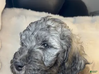 Double Doodle dogs Double Doodle Puppy 3 - Ad 2