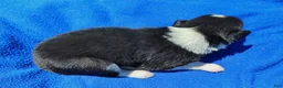 Border Collie dogs for sale: Giligan  - Ad 21