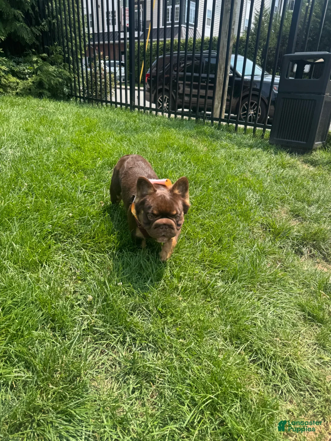 French Bulldog dogs for sale: French Bulldog 1 - Ad 10