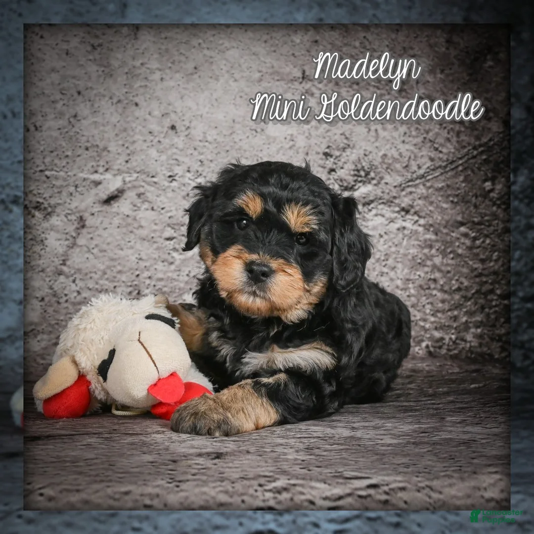 Mini Goldendoodle dogs for sale: Madelyn - Ad 1