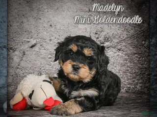 Mini Goldendoodle dogs for sale: Madelyn - Ad 1