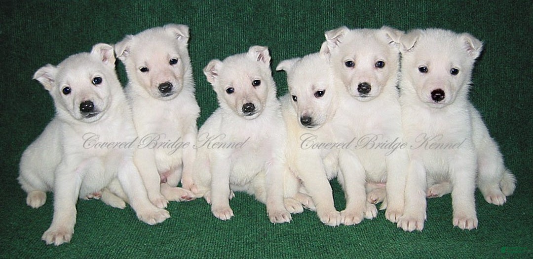 German Shepherd dogs for sale: Blizzard - Ad 5