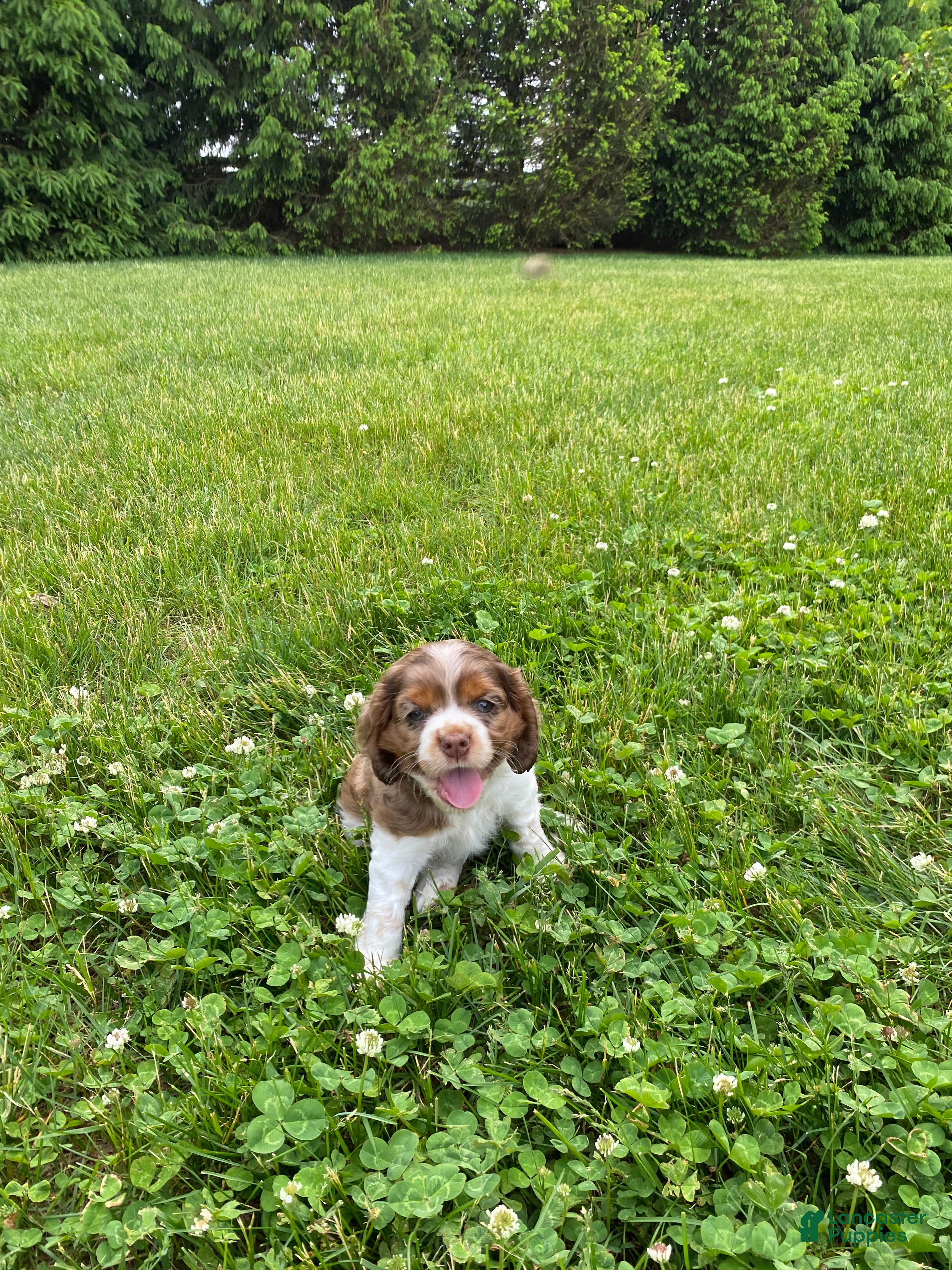 Cocker Spaniel dogs Abby - Ad 1