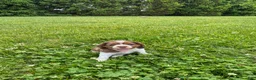 Cocker Spaniel dogs for sale: Abby - Ad 5