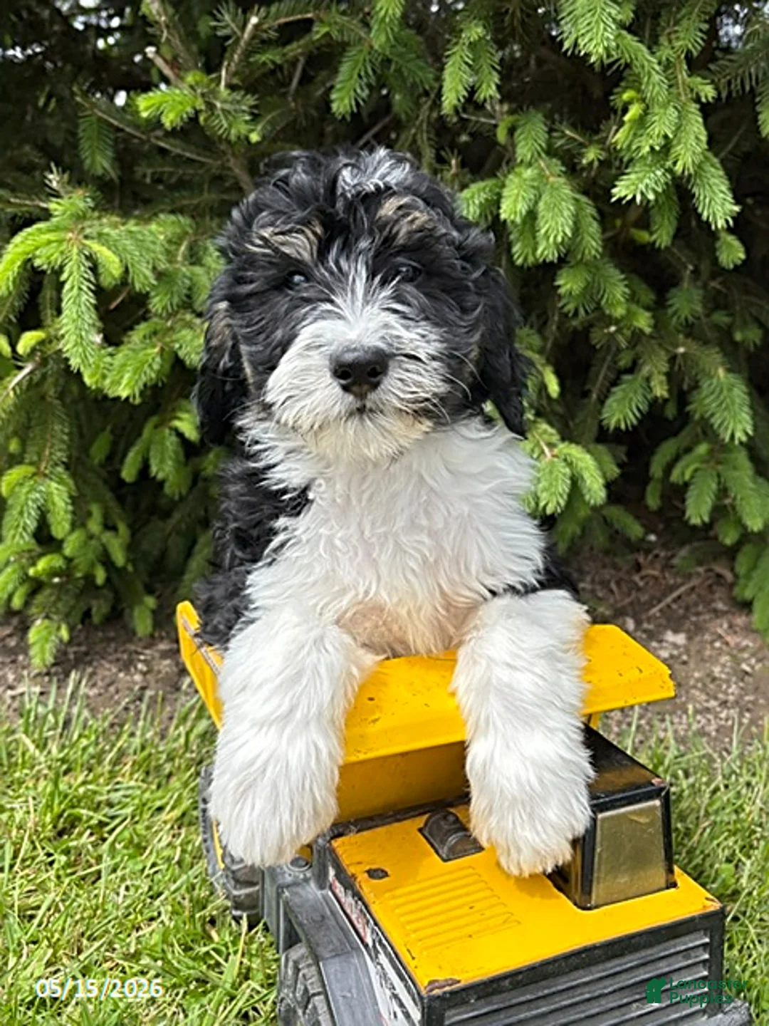 Bernedoodle dogs for sale: Bodie - Ad 2