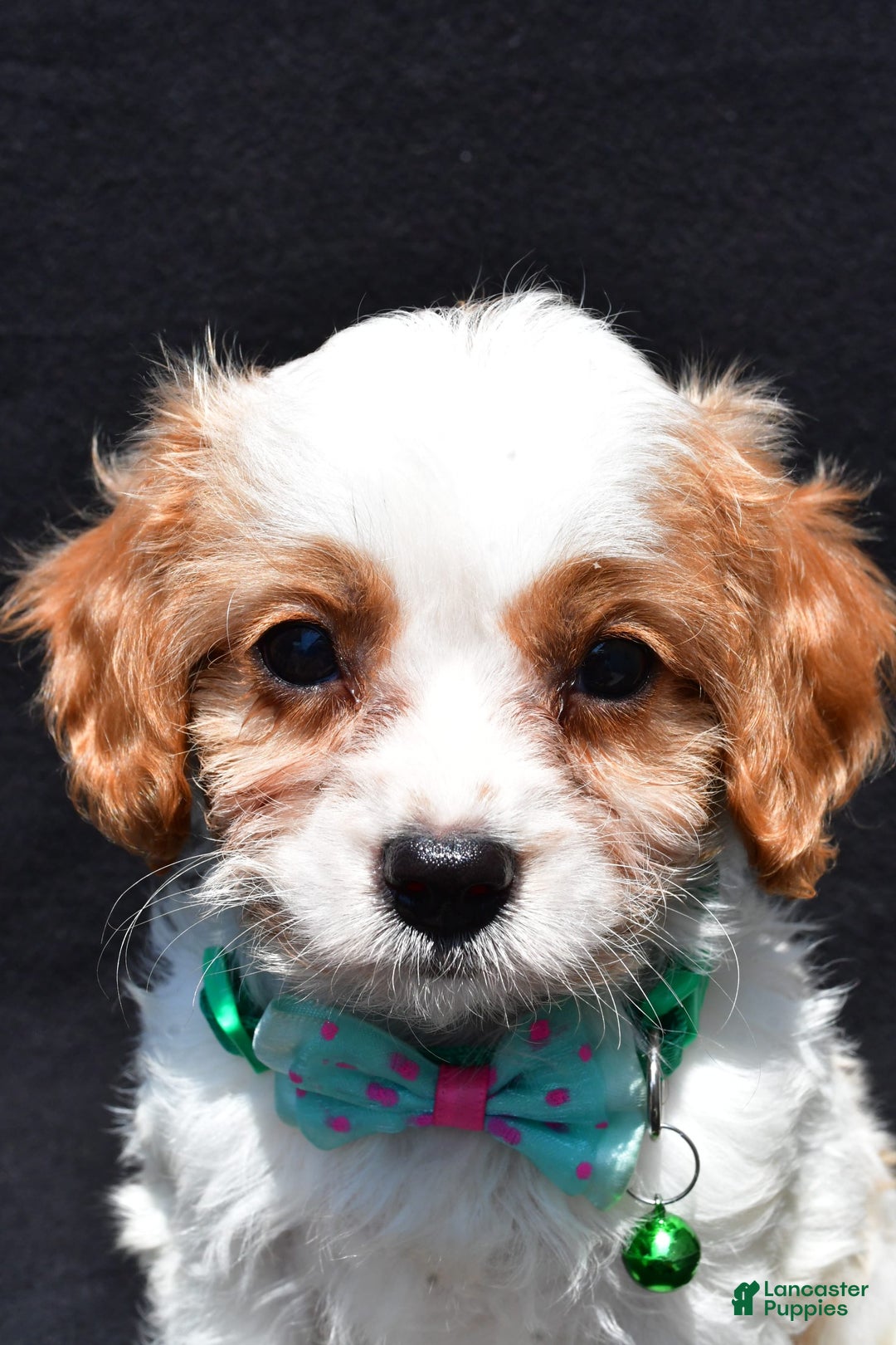Cavapoo dogs for sale: Parker - Ad 2