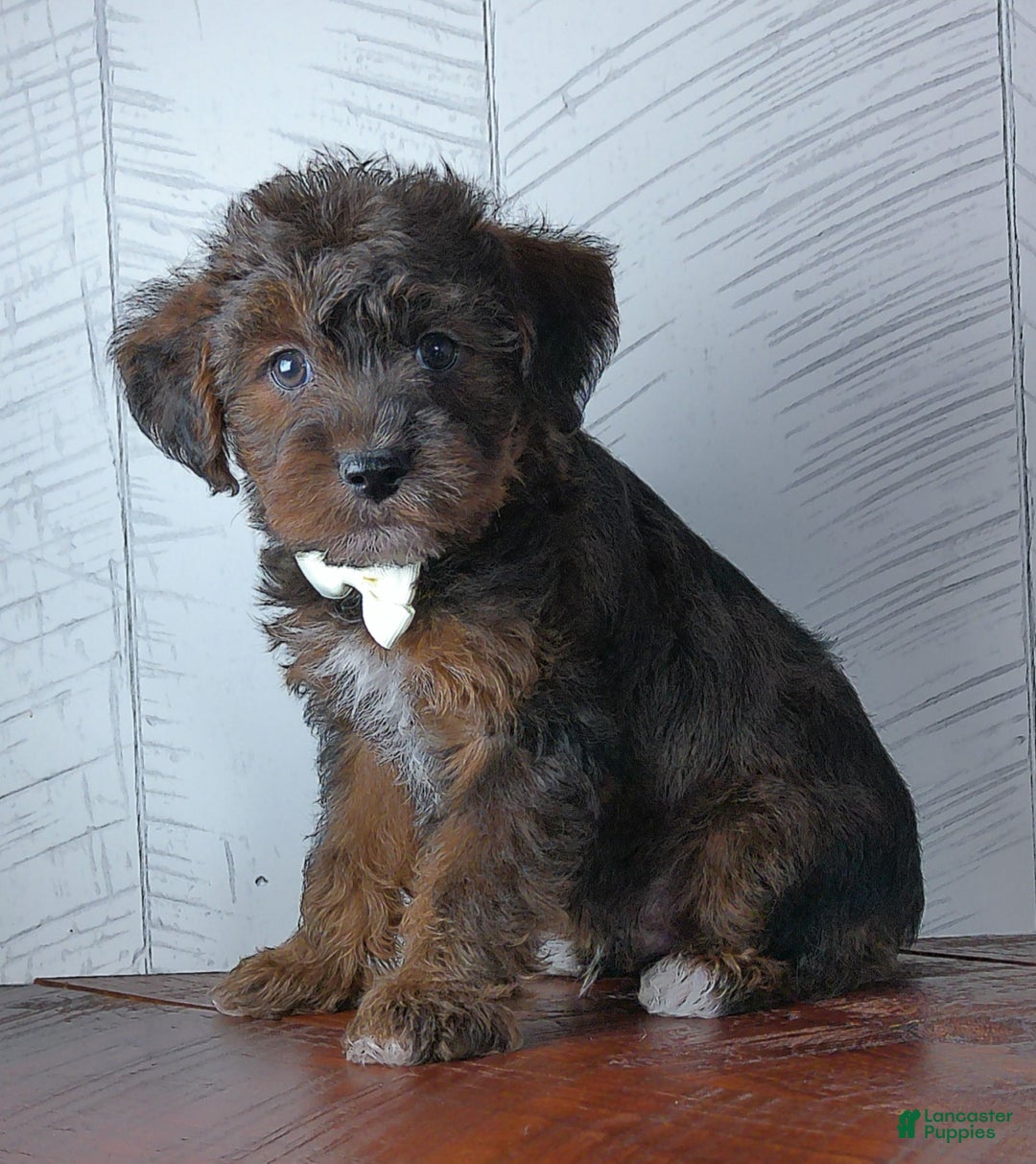 Yorkiepoo dogs for sale: Carmel - Ad 2