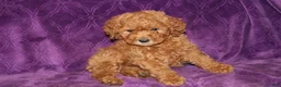 Mini Goldendoodle dogs for sale: Mini Goldendoodle Cody - Ad 14