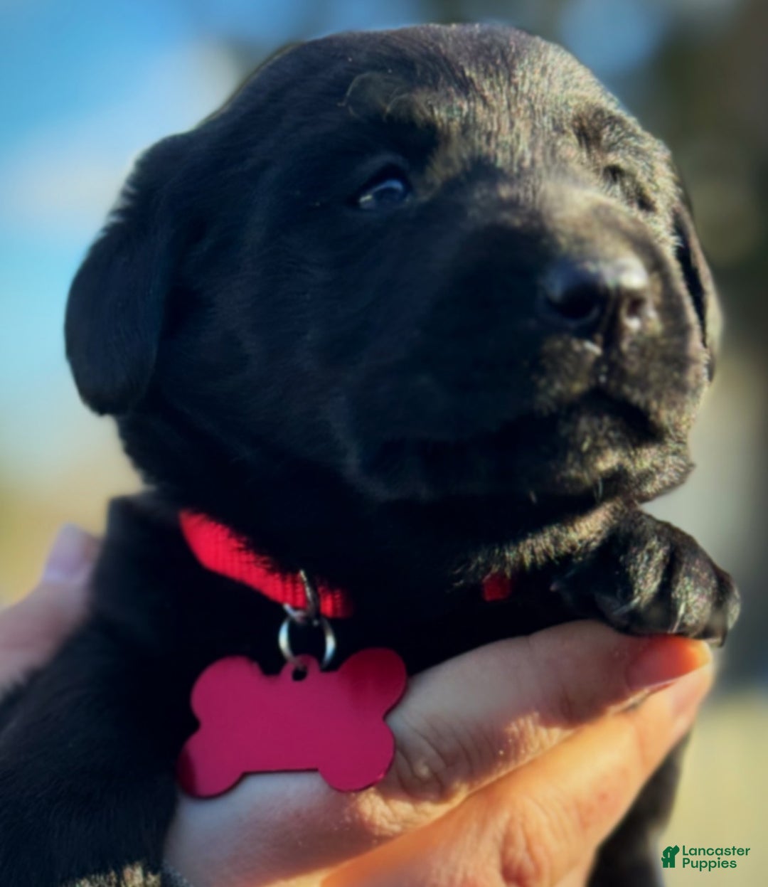 Labrador Retriever dogs for sale:  Puppy 1 - Ad 8