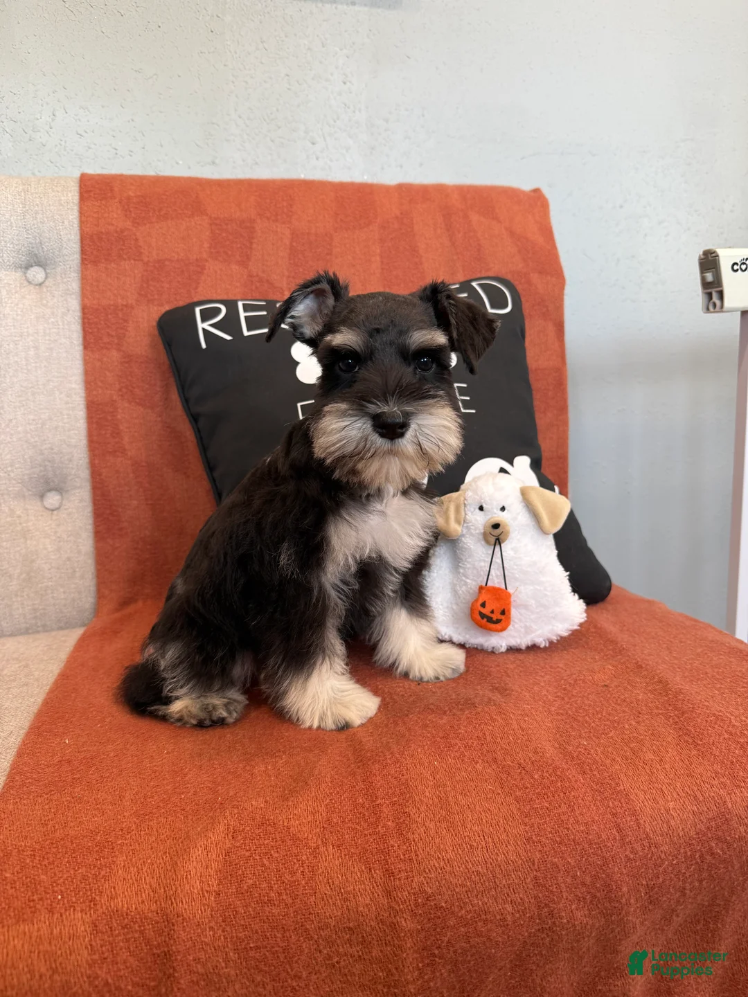Miniature Schnauzer dogs for sale: Coconut - Ad 2