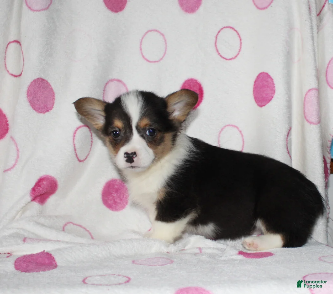 Welsh Corgi Pembroke dogs for sale: Kyser - Ad 2