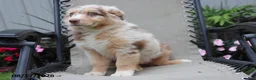 Australian Shepherd dogs for sale: Candy - Ad 3