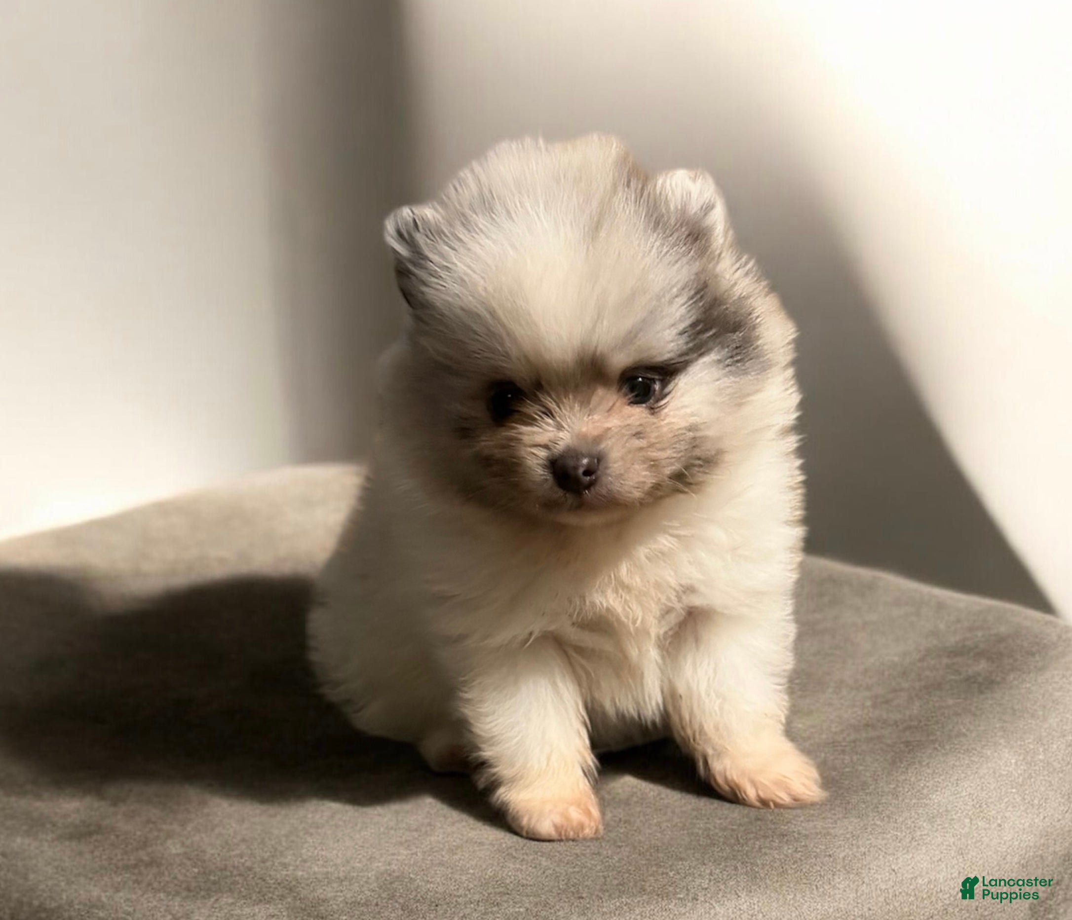 Pomeranian dogs Pomeranian Puppy 1 - Ad 1