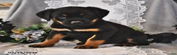 Rottweiler dogs for sale: Lady - Ad 3