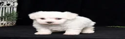 Bichon Frise dogs for sale: Ellie - Ad 5