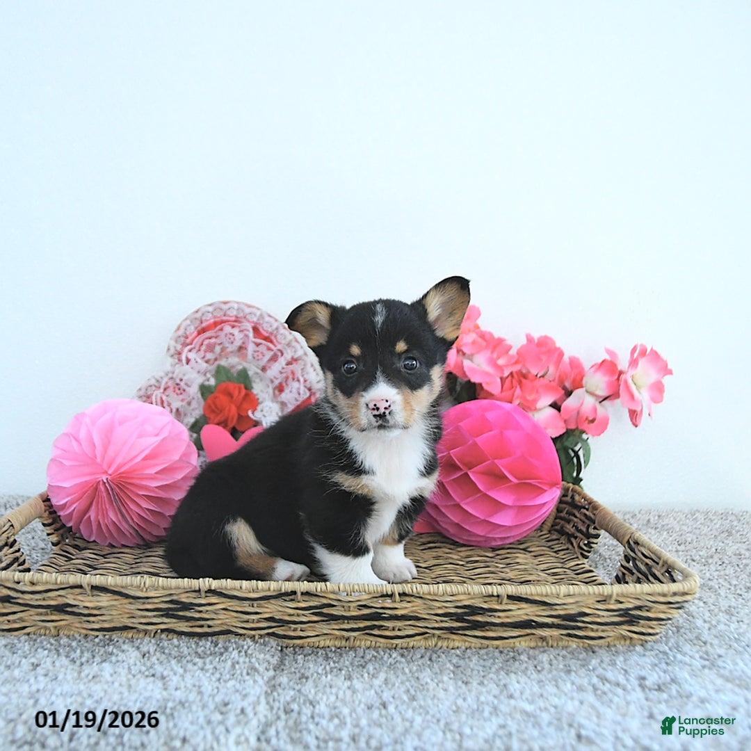 Welsh Corgi Pembroke dogs for sale: Jack  - Ad 1