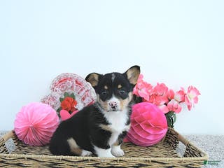 Welsh Corgi Pembroke dogs Jack - Ad 17