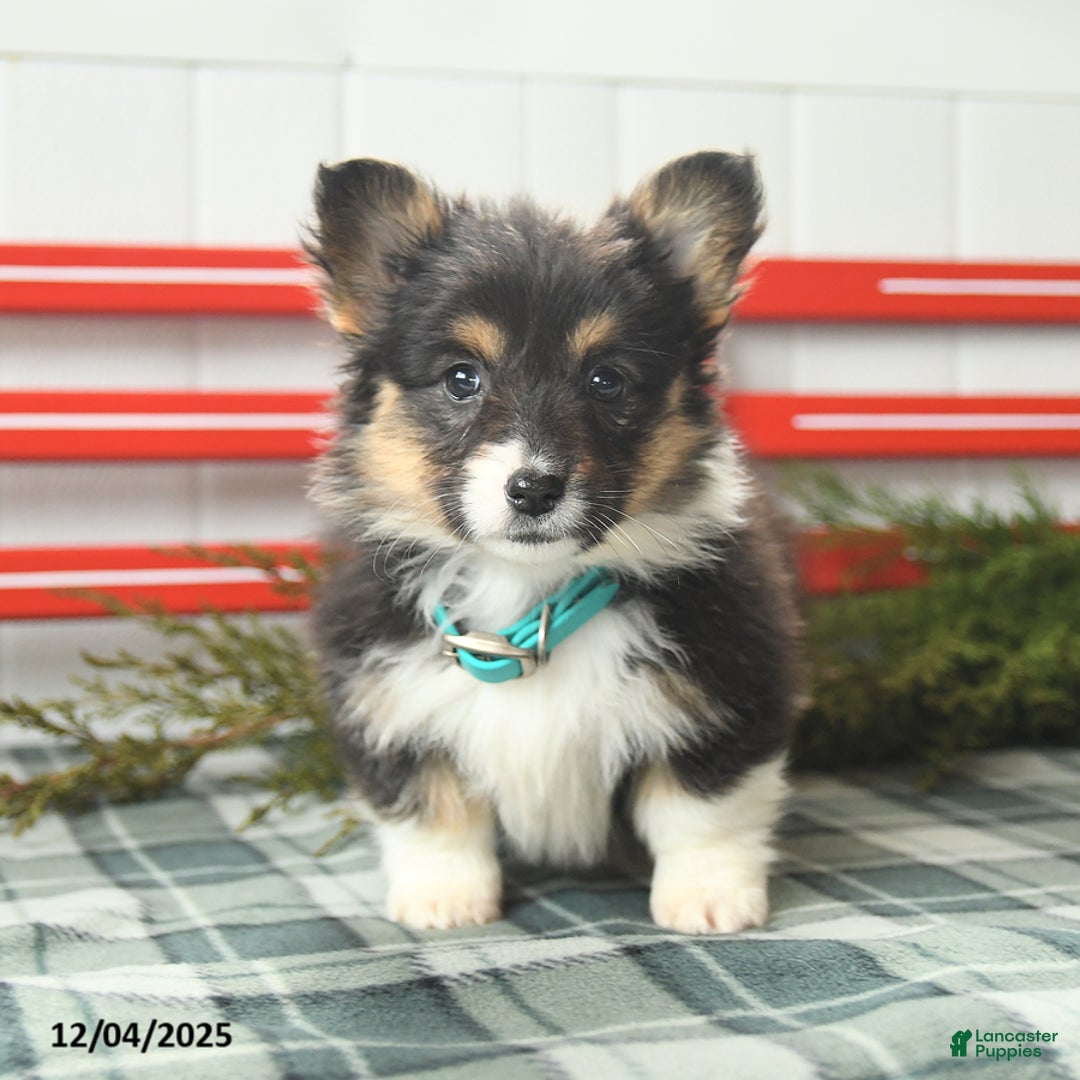 Welsh Corgi Pembroke dogs for sale: Fluffy Laffy Taffy - Ad 3