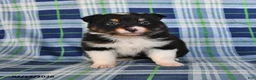 Australian Shepherd dogs for sale: Sage - Ad 2