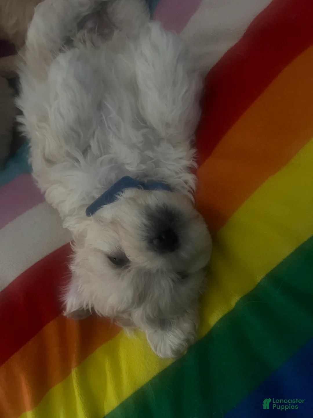 Mixed Breed dogs for sale: Curly - Ad 1