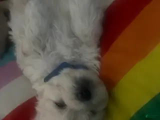 Mixed Breed dogs Curly - Ad 15